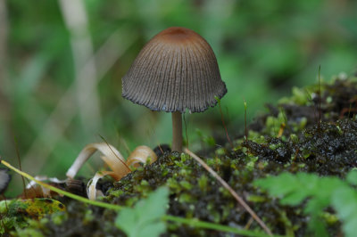 DSC_4365 kale inktzwam (Coprinus atramentarius).jpg