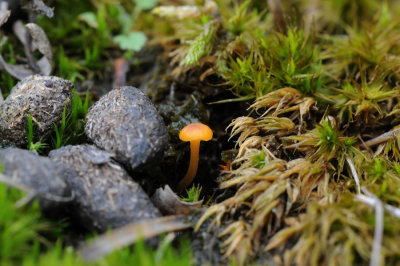 DSC_4426 gewoon vuurzwammetje (Hygrocybe miniata, Vermilion waxcap).jpg