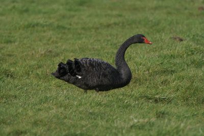 DSC07600F zwarte zwaan (Cygnus atratus, Black Swan).jpg