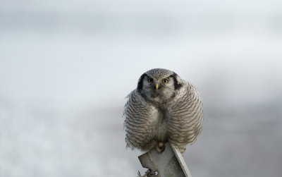 D4_4581F sperweruil (Surnia ulula, Northern Hawk Owl).jpg