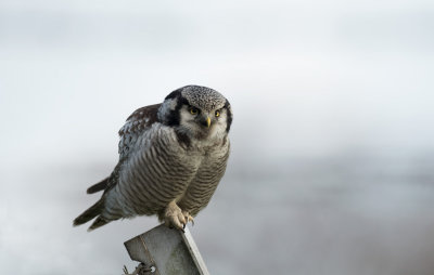 D4_4594F sperweruil (Surnia ulula, Northern Hawk Owl).jpg
