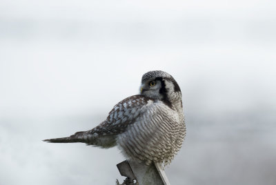 D4_4614F sperweruil (Surnia ulula, Northern Hawk Owl).jpg