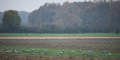 D4_2111F kraanvogel (Grus grus, Common crane).jpg