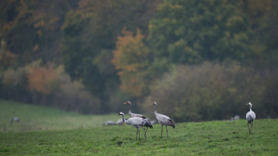 D4_2275F kraanvogel (Grus grus, Common crane).jpg