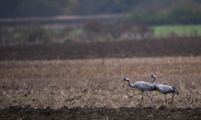 D4_2315F kraanvogel (Grus grus, Common crane).jpg