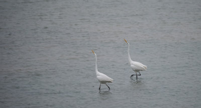 D4_2718F  grote zilverreiger (Casmerodius albus, Great Egret).jpg