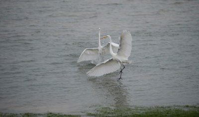 D4_2726F grote zilverreiger (Casmerodius albus, Great Egret).jpg