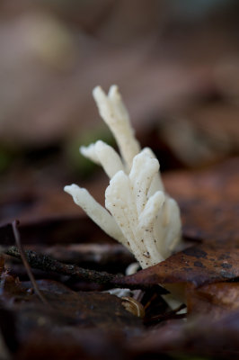 D4_3349F rimpelige koraalzwam (Clavulina rugosa).jpg