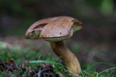 D4_3392F gewoon eekhoorntjesbrood (Boletus edulis).jpg