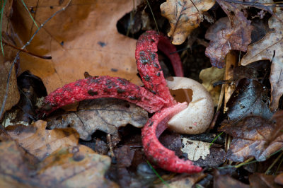 D4_3651F inktviszwam (Clathrus archeri).jpg