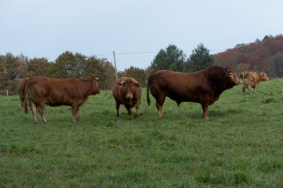 D4_3697F Limousin koeien.jpg