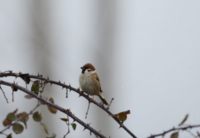 D4_6831F ringmus (Passer montanus, Eurasian Tree Sparrow).jpg