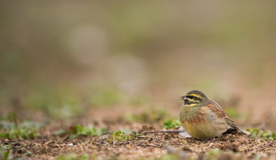 D4_8191F cirlgors (Emberiza cirlus, Cirl Bunting).jpg