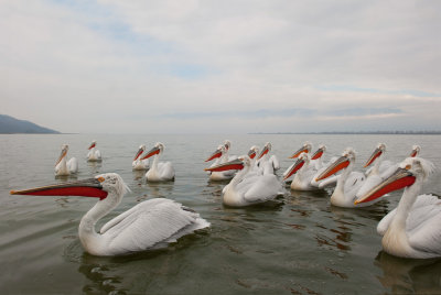 700_6407F kroeskoppelikaan (Pelecanus crispus, Dalmatian Pelican).jpg