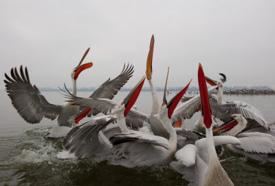 700_6503F kroeskoppelikaan (Pelecanus crispus, Dalmatian Pelican).jpg