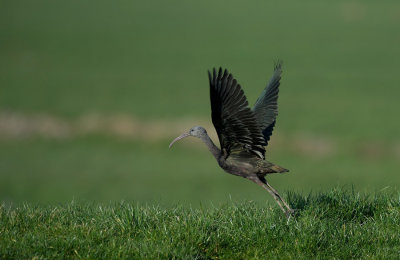 D40_2003F zwarte ibis (Plegadis falcinellus, Glossy Ibis).jpg