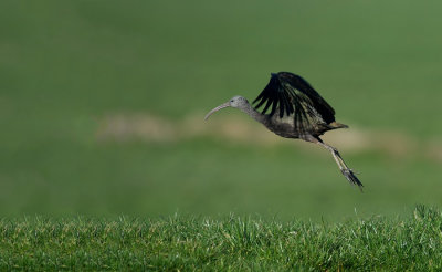 D40_2004F zwarte ibis (Plegadis falcinellus, Glossy Ibis).jpg