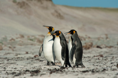700_8840F koningspinguin (Aptenodytes patagonicus, King Penguin).jpg