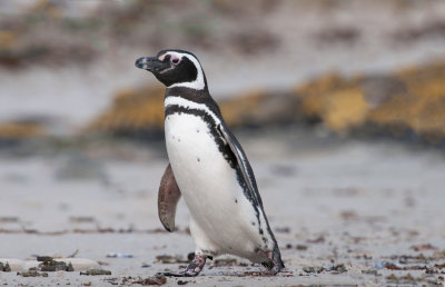 300_5924F magelhaen pinguin (Spheniscus magellanicus, Magellanic Penguin).jpg