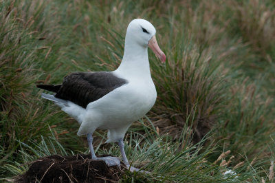 300_6919F wenkbrauwalbatros (Thalassarche melanophris, Black-browed albatross).jpg