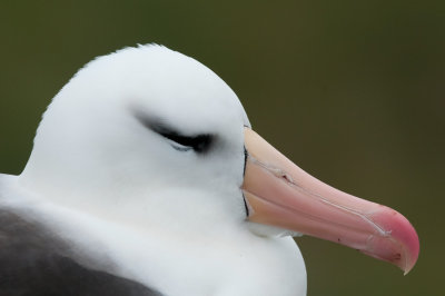 300_7027F wenkbrauwalbatros (Thalassarche melanophris, Black-browed albatross).jpg