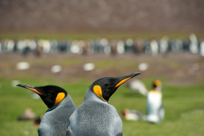 700_9289F koningspinguin (Aptenodytes patagonicus, King Penguin).jpg
