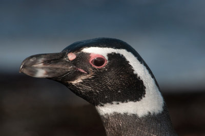 300_9804F magelhaen pinguin (Spheniscus magellanicus, Magellanic Penguin).jpg