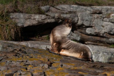 300_7251F Patagonische zeeleeuw (Otaria flavescens, Southern sea lion).jpg