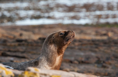 300_7267F Patagonische zeeleeuw (Otaria flavescens, Southern sea lion).jpg