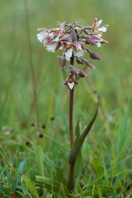 D4_3253F moeraswespenorchis (Epipactis palustris, Marsh helleborine).jpg