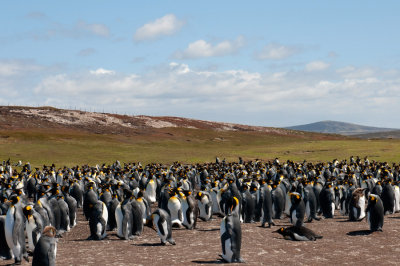 300_0330F koningspinguin (Aptenodytes patagonicus, King Penguin).jpg