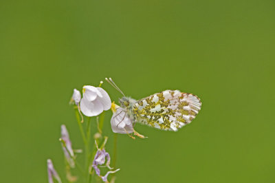 D4_5349F oranjetipje (Anthocharis cardamines, Orangetip).jpg