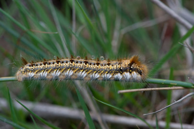 D40_6184F rups rietvinkvlinder (Euthrix potatoria, Drinker).jpg