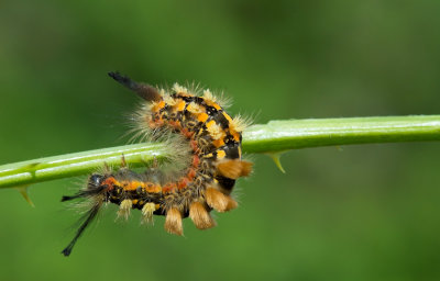 D40_6398F rups witvlakvlinder (Orgyia antiqua, Rusty tussock moth).jpg