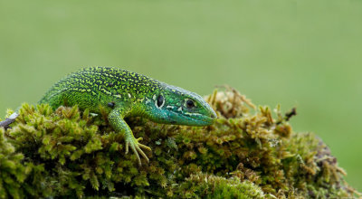 D40_6951F smaragdhagedis (Lacerta bilineata, Western green lizard).jpg