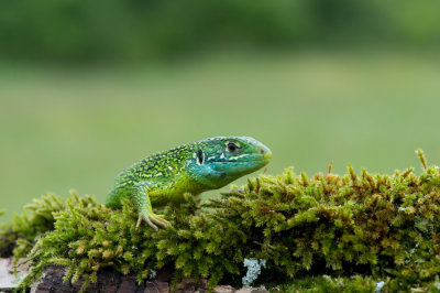 D40_6969F smaragdhagedis (Lacerta bilineata, Western green lizard).jpg