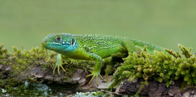 D40_6993F smaragdhagedis (Lacerta bilineata, Western green lizard).jpg