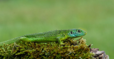D40_7026F smaragdhagedis (Lacerta bilineata, Western green lizard).jpg