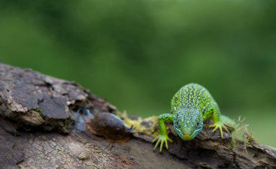D40_7112F smaragdhagedis (Lacerta bilineata, Western green lizard).jpg