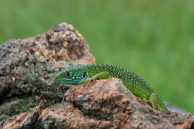 D40_7246F smaragdhagedis (Lacerta bilineata, Western green lizard).jpg