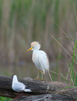 D40_7928F koereiger (Ardeola ibis, Cattle Egret).jpg