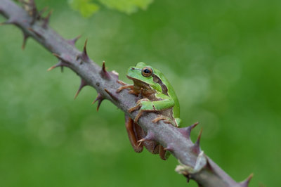 D40_8943F boomkikker (Hyla arborea, European Treefrog).jpg