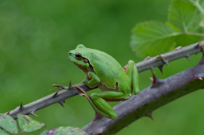 D40_9024F boomkikker (Hyla arborea, European Treefrog).jpg