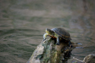 D40_9680F europese moerasschildpad (Emys orbicularis).jpg