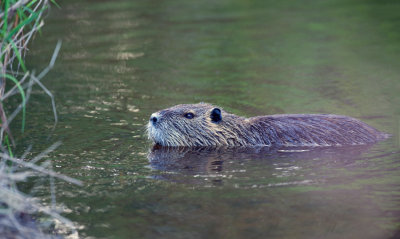 D40_3461F beverrat (Myocastor coypus, Coypu).jpg