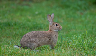 D40_4029F konijn (Oryctolagus cuniculus, Common rabbit).jpg
