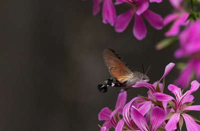 D40_5132F kolibrievlinder (Macroglossum stellatarum, Hummingbird Hawk-moth).jpg