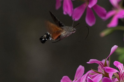 D40_5137F kolibrievlinder (Macroglossum stellatarum, Hummingbird Hawk-moth).jpg