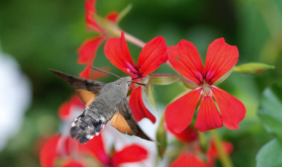 D40_5197F kolibrievlinder (Macroglossum stellatarum, Hummingbird Hawk-moth).jpg