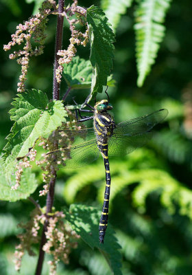 D40_3524F gewone bronlibel (Cordulegaster boltonii, Common Goldenring or Golden ringed Dragonfly;male).jpg